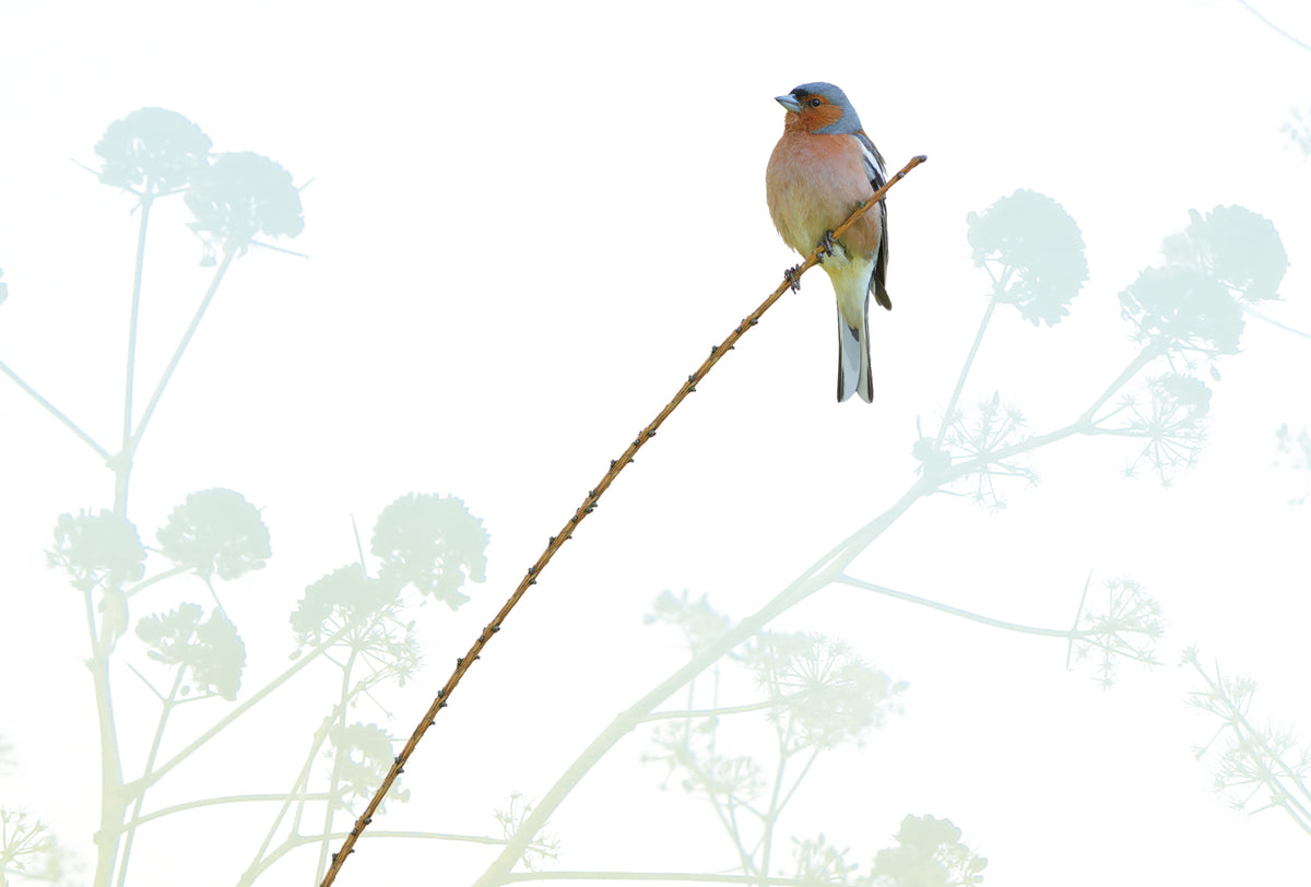 Sample Behang Birdie | 20 x 30 cm | vliesbehang