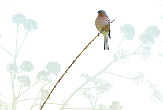 Sample Behang Birdie | 20 x 30 cm | vliesbehang
